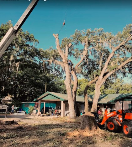 Crane-assisted oak removal