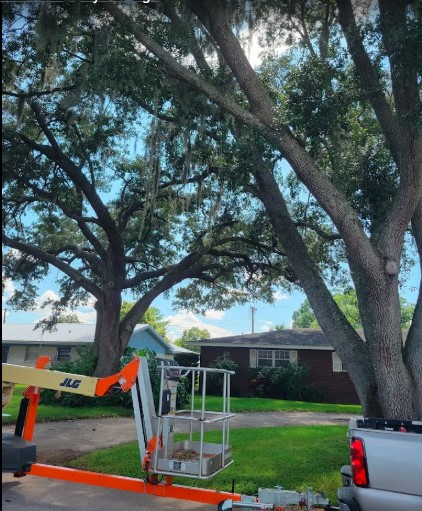 Live oak canopy trim with lift