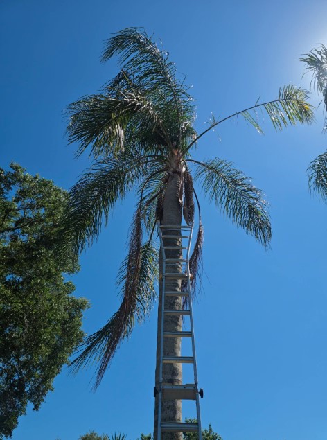 Tall palm pruning in progress