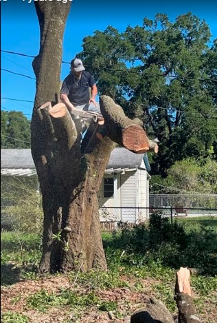 Climber topping a large tree