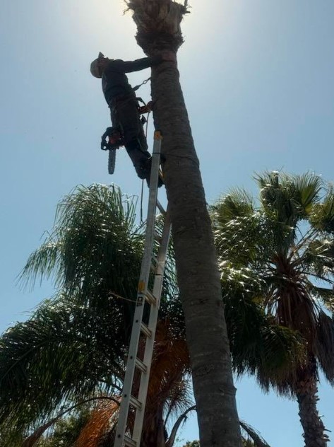 Climber removing palm tree