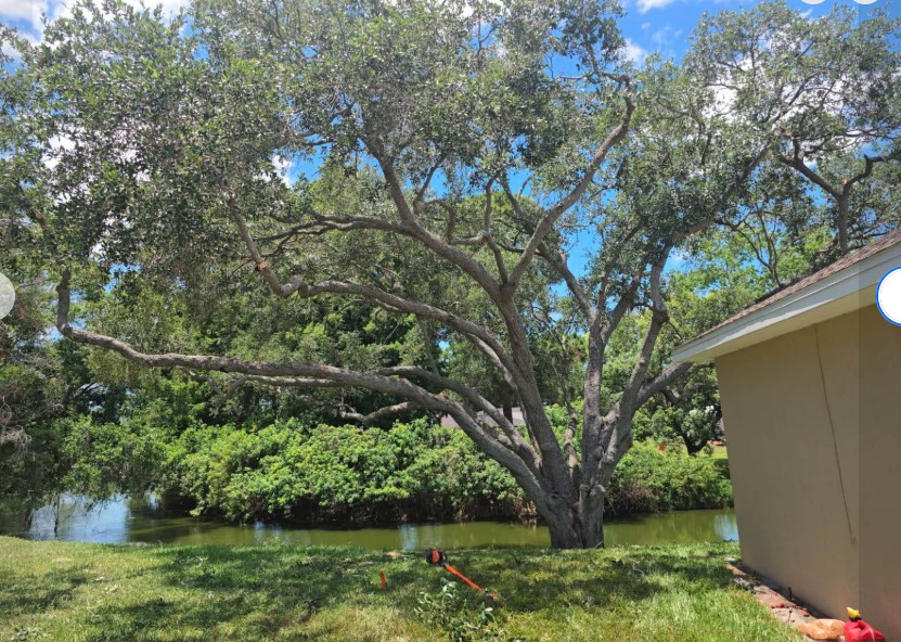 Mature oak professionally trimmed