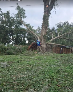 Large storm-damaged tree removal