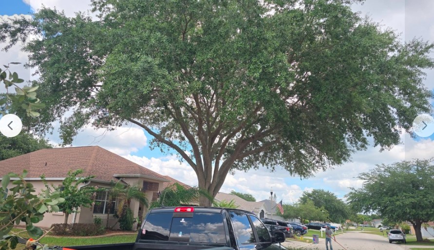 Wide oak canopy after trim