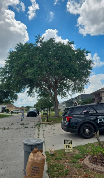 Curbside oak trim cleanup