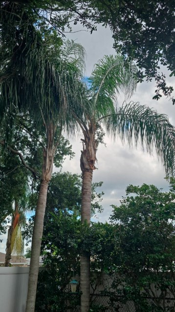 Palm canopy trimming